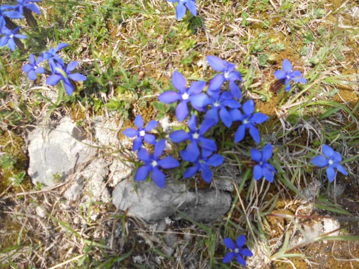 B&B Ai Pini Tiarno di Sopra Esterno foto
