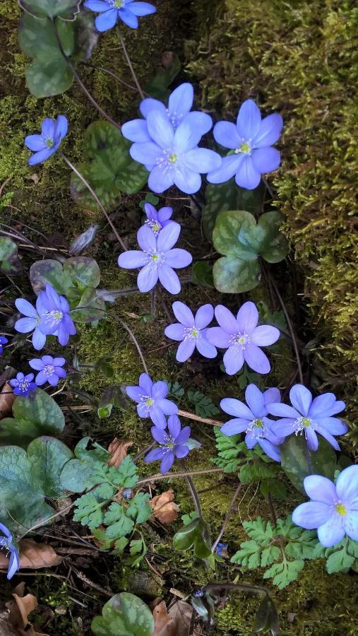 B&B Ai Pini Tiarno di Sopra Esterno foto